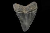 Serrated, Juvenile Megalodon Tooth #74189-1